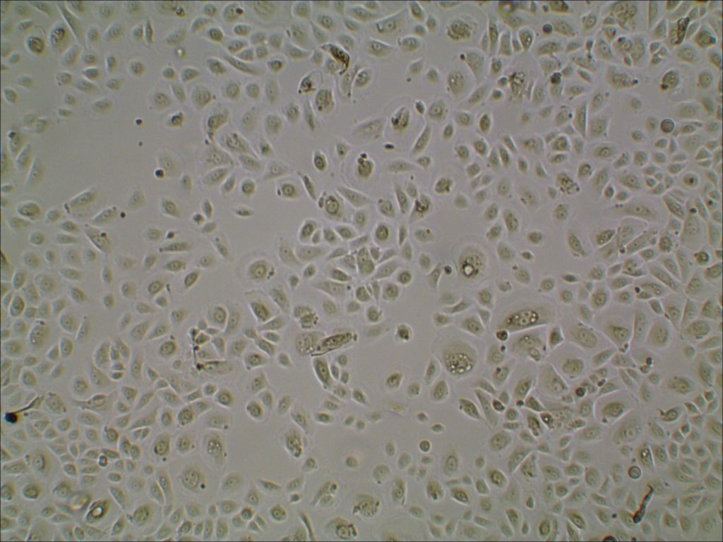 Primary human cells