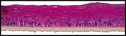 Gingival epithelium