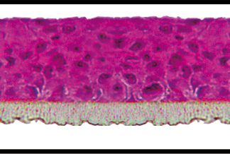 Oral epithelium