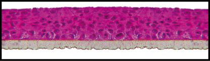 Oral epithelium